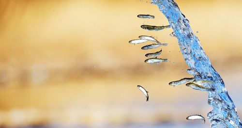 Close-up of water drop on leaf