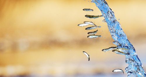 Close-up of splashing water with fish