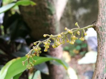 Close-up of plant against blurred background
