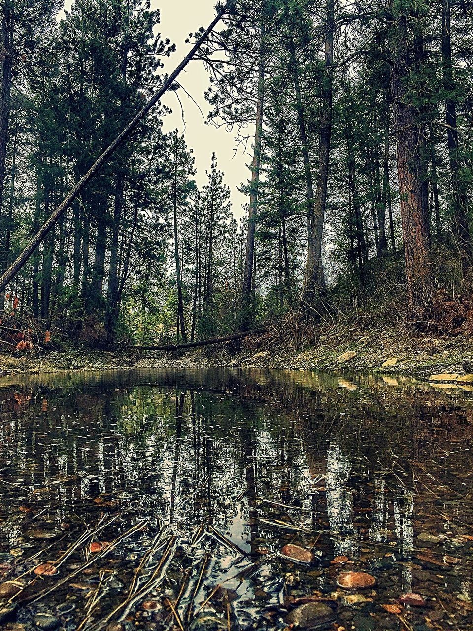 tree, reflection, nature, water, forest, tranquility, tranquil scene, outdoors, day, no people, beauty in nature, scenics, growth, lake, sky