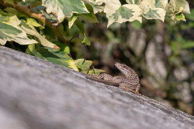 Close-up of lizard on wood