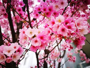 Close-up of pink cherry blossom