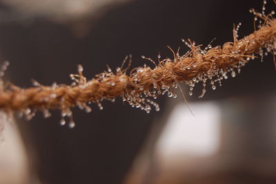 Close-up of snow on plants during winter