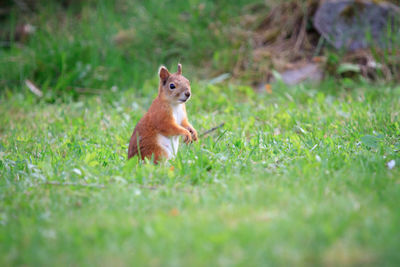 Squirrel on field