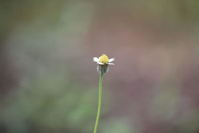 Close-up of white flowering plant