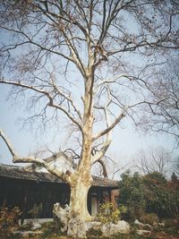 Bare tree against built structure