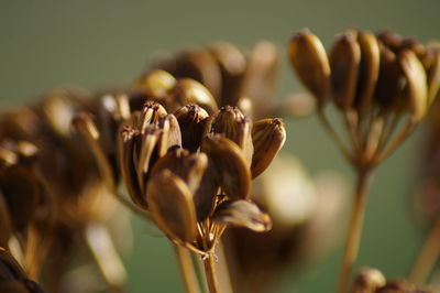 Close-up of flowering plant