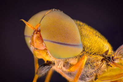 Close-up of an insect over sea