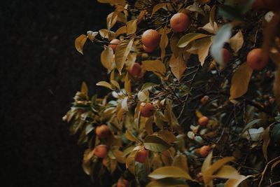 Close-up of fruits growing on tree orange