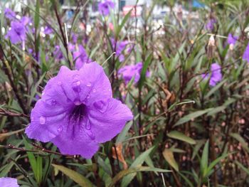 Close-up of wet purple flower blooming outdoors