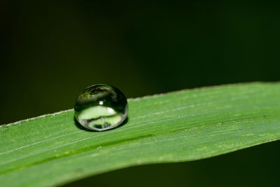 Close-up of water drop on grass