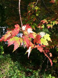 Maple leaves on tree