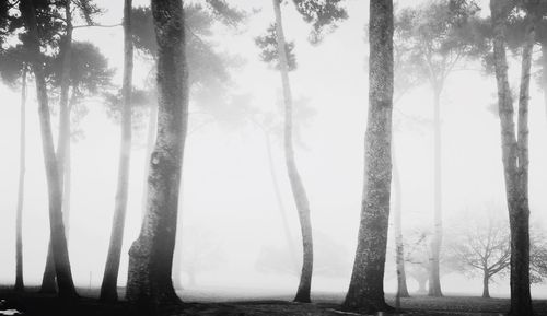 Trees in foggy weather