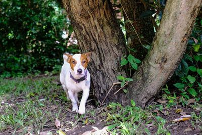 Portrait of dog on field