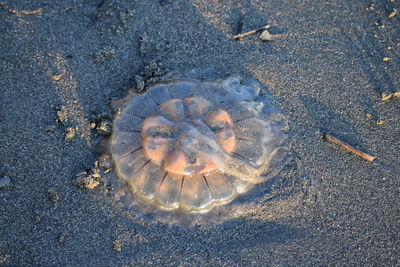 High angle view of crab on beach