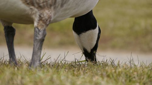 Close-up of canadian goose head grazing on grass area