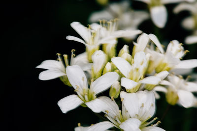 Close-up of white flowers blooming against black background