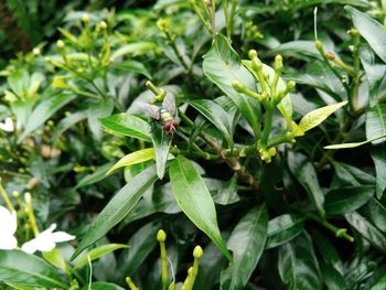 Close-up of insect on plant