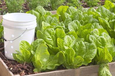 A lettuce bed with a self prepared bucket designed to be a worm compost