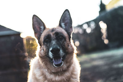 Close-up portrait of a dog