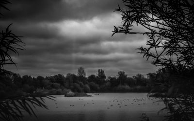 Scenic view of trees against sky