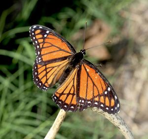 Close-up of butterfly pollinating flower