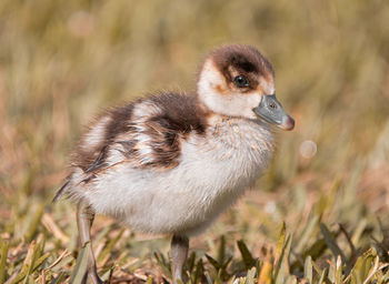 Close-up of duck on field