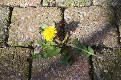 High angle view of flowering plant against wall