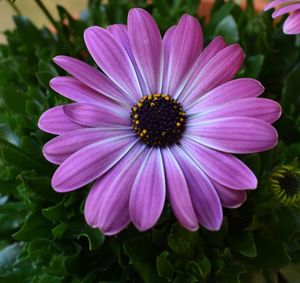 Close-up of purple flower blooming outdoors