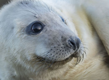 Close-up of grey seal on field