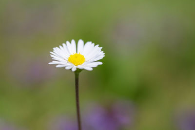 Close-up of white daisy flower