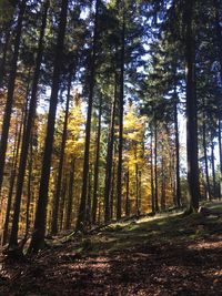 Trees in forest during autumn