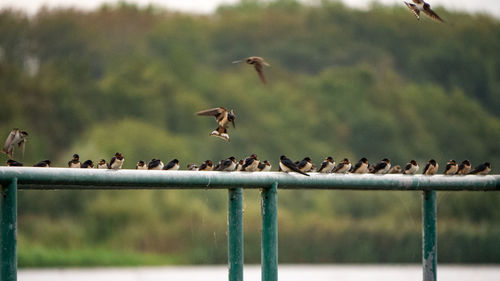 Birds perching on fence