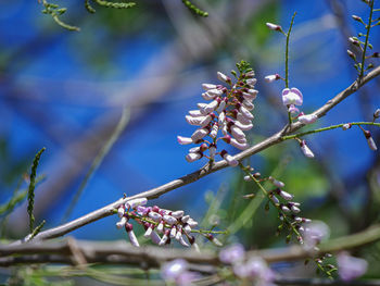 Low angle view of purple flowering plant