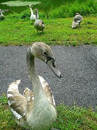 Close-up of a bird on field