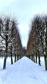 Trees on snow covered land against sky. tree-lined path