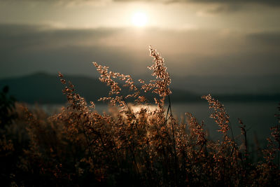 Firework display on field against sky at sunset