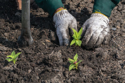 Cropped hands of person gardening on land