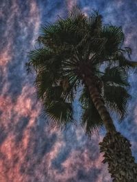 Low angle view of palm tree against cloudy sky