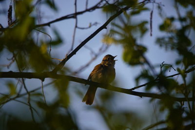 Low angle view of a bird perching on branch