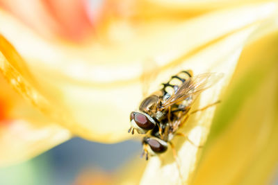 Close-up of insect on yellow leaf