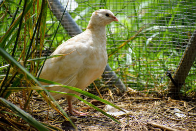 Close-up of coturnix quail