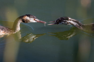 Birds swimming on lake