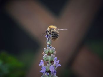 Close-up of bee pollinating on purple flower