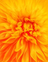 Full frame shot of orange flower