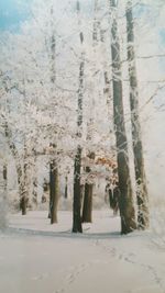 Scenic view of snow covered trees