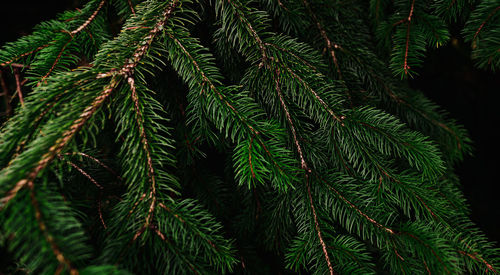 Green pine tree leaves and branches on dark background in the forest. dark green leaf background. 