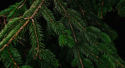 Close-up of pine tree