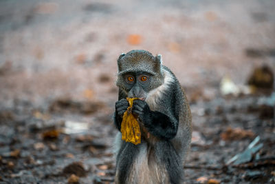 Little wild monkey eating a banana in the safari wild park of tsavo east in kenya africa.