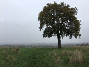 Tree on landscape against sky